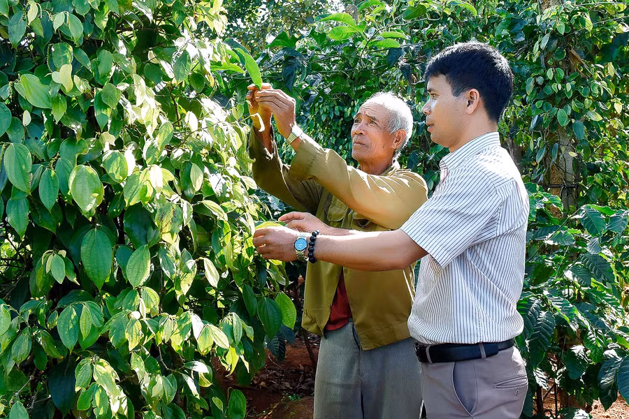 1.Già làng Hyưr (thứ 2 từ phải sang) cùng Anh Y Pren Bí thư xã Hà Bầu, huyện Đak Đoa, đang chăm sóc vườn tiêu trồng xen cà phê với chanh dây tại nhà.