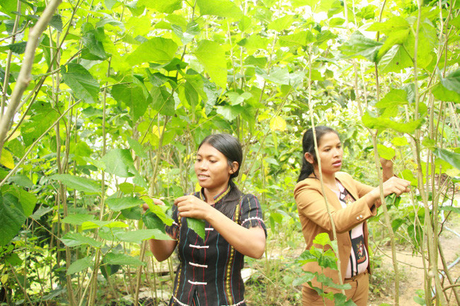 Mô hình trồng dâu nuôi tằm mang lại giá trị kinh tế cao cho người dân huyện nghèo Đam Rông. Ảnh: P.V