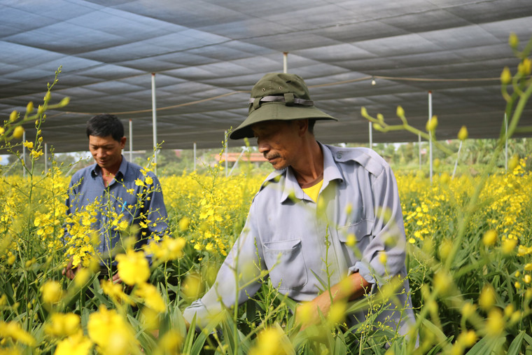 Trồng lan Vũ nữ đem lại thu nhập cao cho nhiều gia đình ở Tân Thành