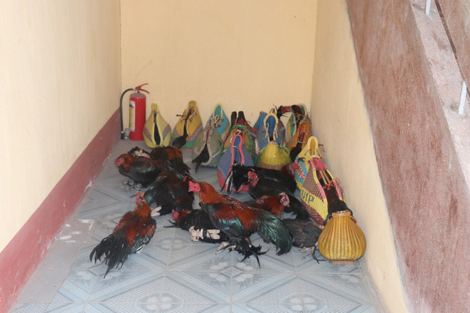 26 con gà chọi là tang vật vụ án  26 con gà chọi là tang vật vụ án