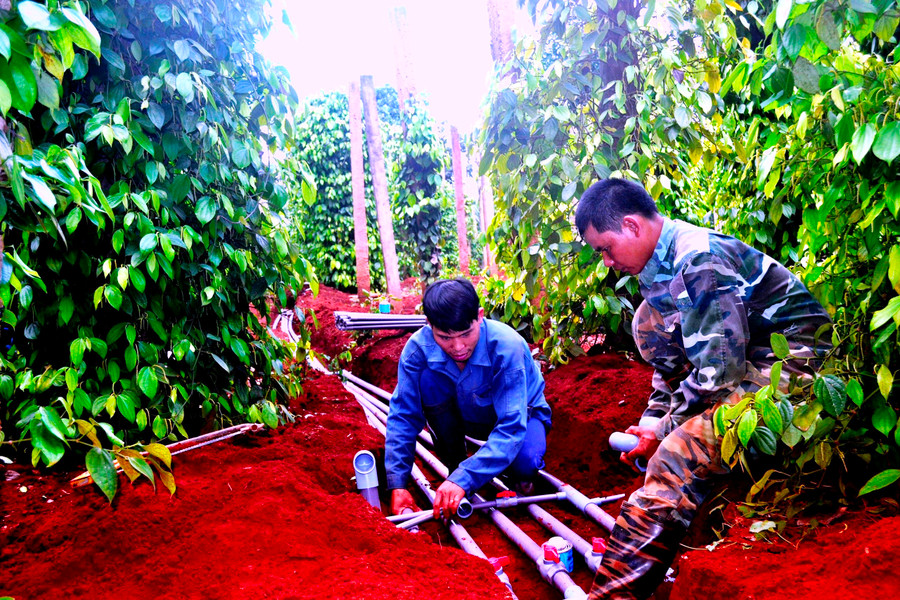 Người dân xã Ia Dom chăm sóc vườn tiêu. Ảnh: Hồ Đình Kỳ