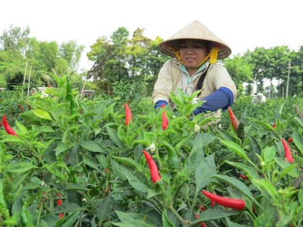 Nông dân thu hoạch ớt. (Nguồn: baodongthap.vn)