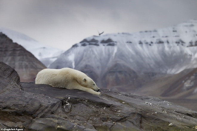 Nhiếp ảnh gia Paal Uglefisk Lund đã chụp lại con gấu Bắc Cực đang buồn ngủ khi du ngoạn quanh Svalbard, Na Uy. Paal cho biết anh muốn tạo ra một “hình ảnh bình yên nhưng mạnh mẽ”, đồng thời cũng muốn phản ánh tác hại của hiện tượng ấm lên toàn cầu ảnh hưởng tới cuộc sống của loài gấu Bắc Cực. Nhiếp ảnh gia Paal Uglefisk Lund đã chụp lại con gấu Bắc Cực đang buồn ngủ khi du ngoạn quanh Svalbard, Na Uy. Paal cho biết anh muốn tạo ra một “hình ảnh bình yên nhưng mạnh mẽ”, đồng thời cũng muốn phản ánh tác hại của hiện tượng ấm lên toàn cầu ảnh hưởng tới cuộc sống của loài gấu Bắc Cực.