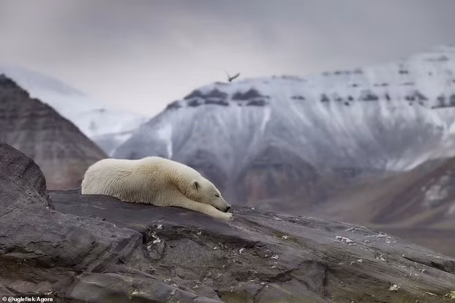 Nhiếp ảnh gia Paal Uglefisk Lund đã chụp lại con gấu Bắc Cực đang buồn ngủ khi du ngoạn quanh Svalbard, Na Uy. Paal cho biết anh muốn tạo ra một “hình ảnh bình yên nhưng mạnh mẽ”, đồng thời cũng muốn phản ánh tác hại của hiện tượng ấm lên toàn cầu ảnh hưởng tới cuộc sống của loài gấu Bắc Cực. Nhiếp ảnh gia Paal Uglefisk Lund đã chụp lại con gấu Bắc Cực đang buồn ngủ khi du ngoạn quanh Svalbard, Na Uy. Paal cho biết anh muốn tạo ra một “hình ảnh bình yên nhưng mạnh mẽ”, đồng thời cũng muốn phản ánh tác hại của hiện tượng ấm lên toàn cầu ảnh hưởng tới cuộc sống của loài gấu Bắc Cực.