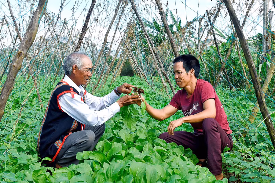 5.Già làng Hyưr vận động gia đình anh Du thay đổi nếp nghĩ, cách làm. Từ 1 sào rau sạch, 8 sào cà phê và 5 sào lúa mà gia đình anh Du đã thoát nghèo, vươn lên làm giau chính đáng. 