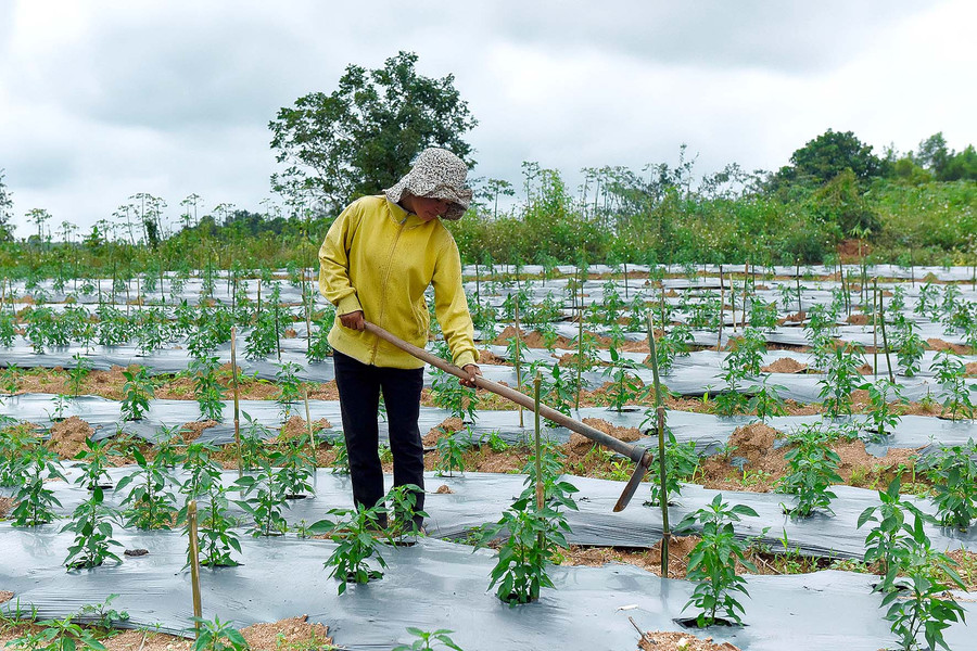 Trên 2 sào đất, gia đình Chị Đinh thị Om ở Jro Ktu xã Yang Bắc trồng ớt là chủ yếu. Do tưới bằng phương thức thủ công nên vừa tốn công, tốn phân bón và đất bị rửa trôi nhanh bạc màu. Đầu năm 2020, gia đình chị được hỗ trợ hệ thống tưới nhỏ giọt từ dự án IDE thì những hạn chế trên đã được khắc phục và giúp tăng năng suất cây trồng.