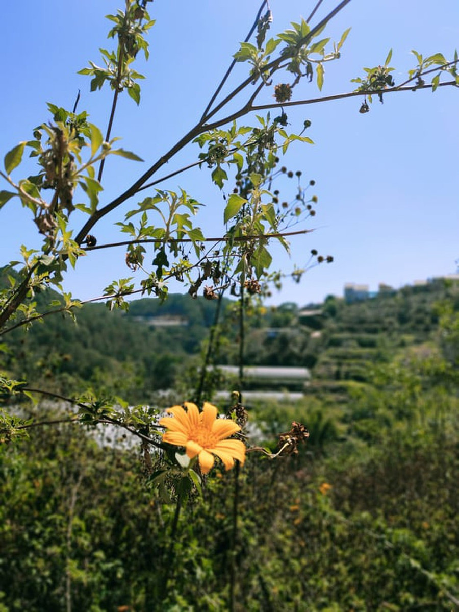 Tỉnh dậy mà vẫn còn thấy vị ngọt của viên đường phổi nơi đầu lưỡi, mùi hăng hắc của hoa dã quỳ... Ảnh: Thiên Anh Tỉnh dậy mà vẫn còn thấy vị ngọt của viên đường phổi nơi đầu lưỡi, mùi hăng hắc của hoa dã quỳ... Ảnh: Thiên Anh