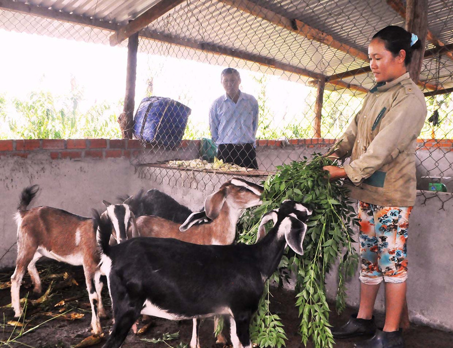  Chương trình đàn dê thoát nghèo đã góp phần nâng cao thu nhập cho người dân huyện Chư Sê. Ảnh: Quang Tấn