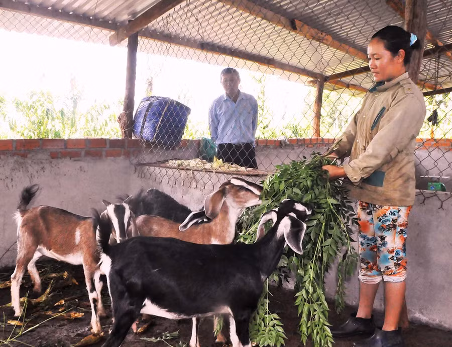  Chương trình đàn dê thoát nghèo đã góp phần nâng cao thu nhập cho người dân huyện Chư Sê. Ảnh: Quang Tấn