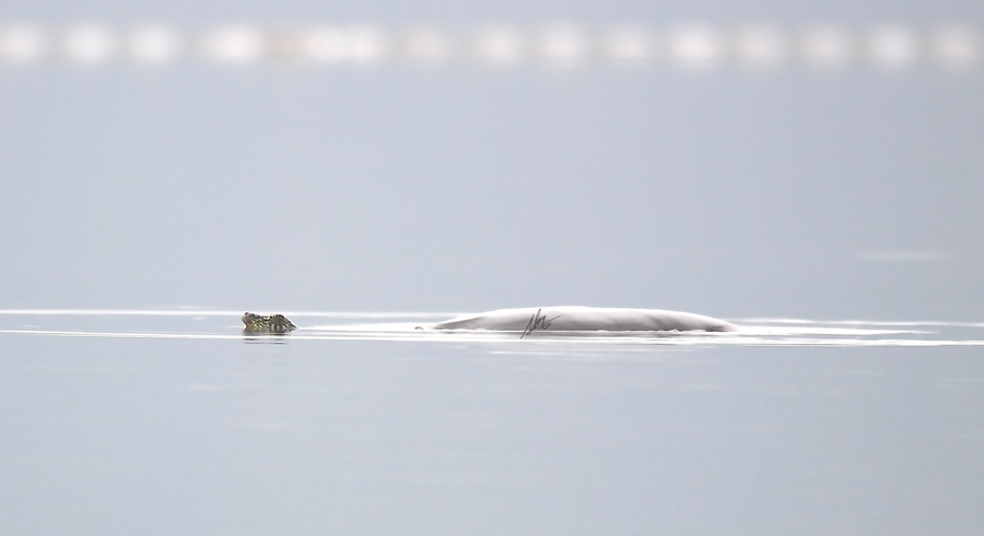 Cá thể rùa mai mềm thứ 2 được phát hiện trên hồ Đồng Mô. Nguồn ảnh: Tổ chức WCS