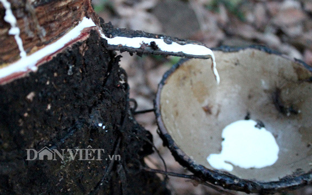 Giá mủ cao su tăng nhưng diễn biến thất thường