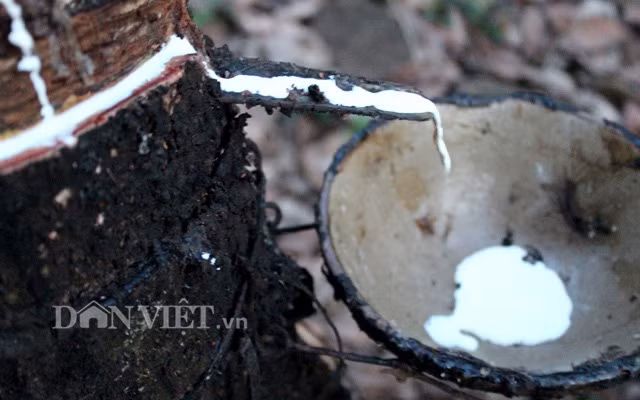 Giá mủ cao su tăng nhưng diễn biến thất thường Giá mủ cao su tăng nhưng diễn biến thất thường