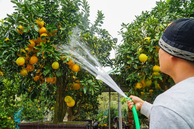 Để có được những cây bưởi đẹp để bán vào dịp Tết, anh Chính phải lặn lội lên những tỉnh như Bắc Giang, Hà Giang, Tuyên Quang, Yên Bái… để lựa những gốc cây bưởi cổ thụ. 