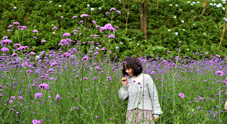  Hoa tím 5 cánh kép thơm nhẹ, ấn tượng đặc biệt đối với du khách tham quan