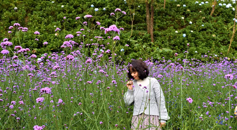  Hoa tím 5 cánh kép thơm nhẹ, ấn tượng đặc biệt đối với du khách tham quan