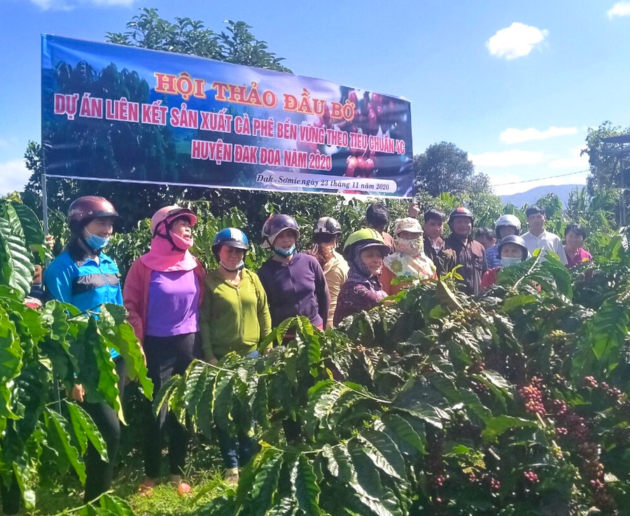 Hội thảo đầu bờ cho nông dân tham gia dự án liên kết sản xuất cà phê theo tiêu chuẩn 4C. Ảnh: Hà Duy Hội thảo đầu bờ cho nông dân tham gia dự án liên kết sản xuất cà phê theo tiêu chuẩn 4c. Ảnh: Hà Duy