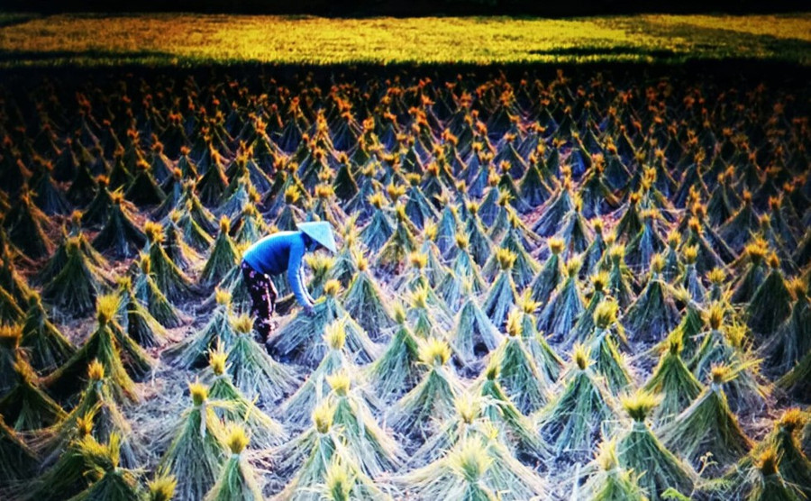 Sinh ra từ ruộng mạ, lớn lên trên luống cày, thưởng thức những hương vị dân dã nhưng rất đỗi thơ mộng và đẹp đẽ mà trưởng thành... Ảnh: Nguyễn Tiến Phúc Sinh ra từ ruộng mạ, lớn lên trên luống cày, thưởng thức những hương vị dân dã nhưng rất đỗi thơ mộng và đẹp đẽ mà trưởng thành... Ảnh: Nguyễn Tiến Phúc