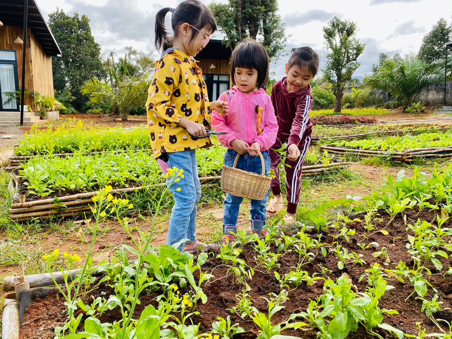 Các em nhỏ thu hoạch rau tại Paksong Farmstay. Ảnh: Nguyễn Giang Các bạn nhỏ thu hoạch rau tại Paksong Farmstay. Ảnh: Nguyễn Giang