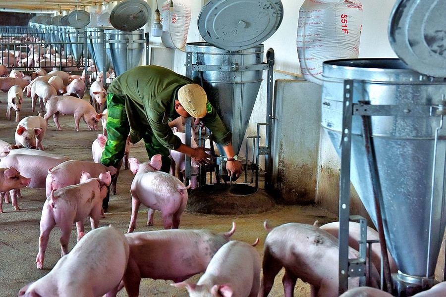 Hệ thống máng ăn, nước uống hoàn toàn tự động nhằm bảo đảm vệ sinh và quan trọng hơn là không làm đổ tháo, lãng phí thức ăn, nước uống. Mỗi năm, trang trại của ông Kiên xuất bán 2 lứa heo cho thu nhập gần 300 triệu đồng.