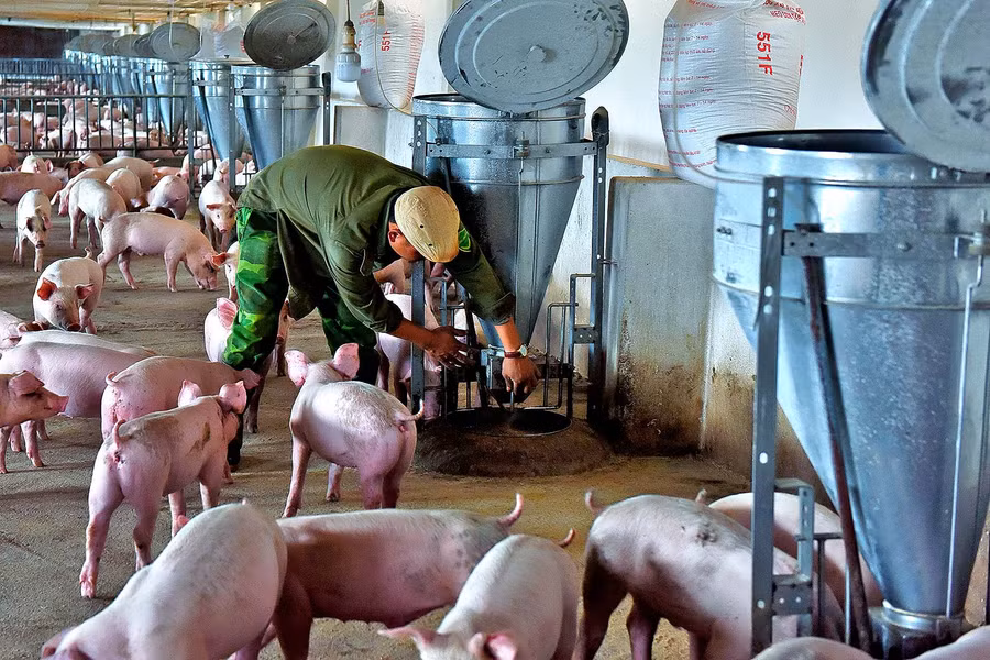 Hệ thống máng ăn, nước uống hoàn toàn tự động nhằm bảo đảm vệ sinh và quan trọng hơn là không làm đổ tháo, lãng phí thức ăn, nước uống. Mỗi năm, trang trại của ông Kiên xuất bán 2 lứa heo cho thu nhập gần 300 triệu đồng.