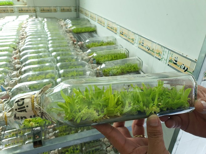 Lan rừng được nuôi cấy mô trong chai thủy tinh