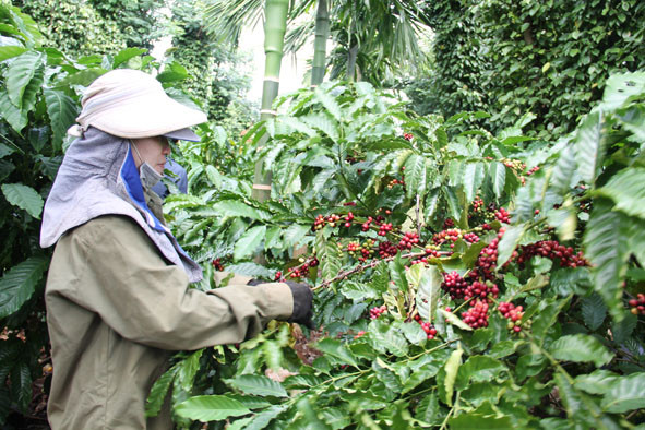 Chị Nguyễn Thị Lành (thôn 15, xã Ea Tiêu, huyện Cư Kuin) hái đổi công cho một số hộ trong thôn. 
