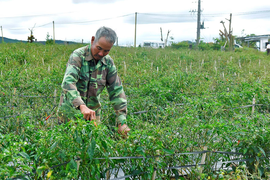 Gia đình ông Trần Văn Lân ở thôn 1 xã Hà Tam huyện Đăk Pơ, có 3 sào đất trồng ớt; trong đó, 1 ha lắp đặt hệ thống tưới tiết kiệm tưới bằng béc. Nhờ đó mỗi lần tưới đều không lãng phí nguồn nước, tiết kiệm được tiền điện…