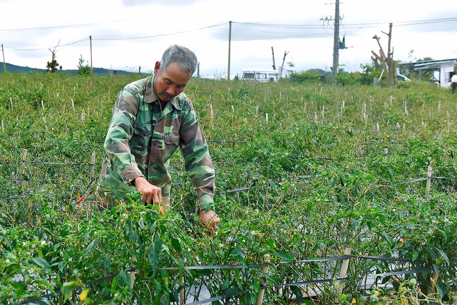 Gia đình ông Trần Văn Lân ở thôn 1 xã Hà Tam huyện Đăk Pơ, có 3 sào đất trồng ớt; trong đó, 1 ha lắp đặt hệ thống tưới tiết kiệm tưới bằng béc. Nhờ đó mỗi lần tưới đều không lãng phí nguồn nước, tiết kiệm được tiền điện…