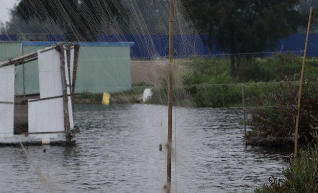 Bẫy lưới tàng hình săn bắt chim trời được giăng trắng khắp nhiều vùng ở huyện đảo Cát Hải. (Ảnh: PV/Vietnam+)
