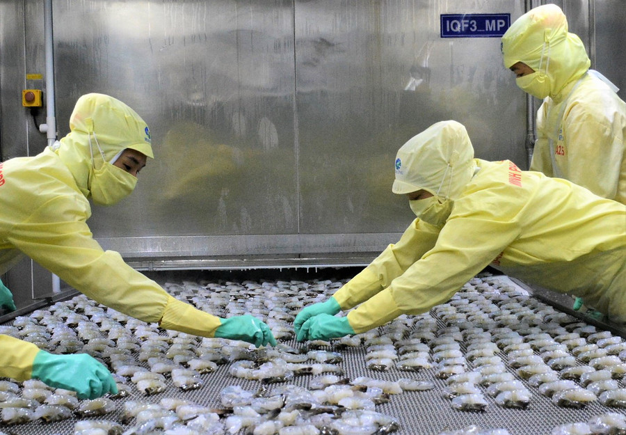 Xuất khẩu tôm thu về 3,4 tỷ USD trong 11 tháng năm 2020. Trong ảnh: Chế biến tôm tại các doanh nghiệp của tỉnh Cà Mau. Ảnh: Báo Cần Thơ.