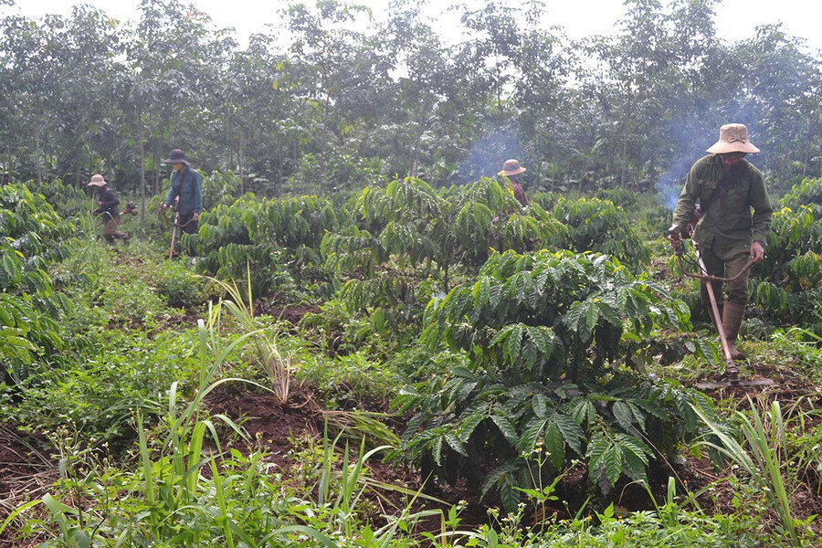 Nông dân làng Yom (xã Ia Glai, huyện Chư Sê) cắt cỏ, chăm sóc cà phê. Ảnh: Hoàng Cư Nông dân làng Yom (xã Ia Glai, huyện Chư Sê) cắt cỏ, chăm sóc cà phê. Ảnh: Hoàng Cư