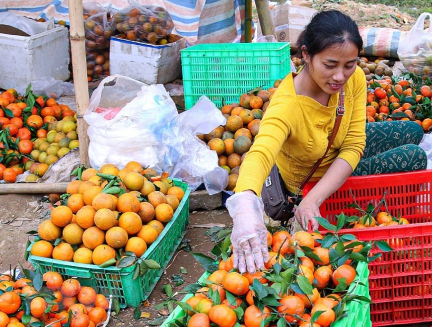 Cam Cao Phong chín rộ được bày bán tại khu vực chợ nông sản ven đường Quốc lộ 6 trên địa phận huyện Cao Phong, Hòa Bình. (Ảnh: Trọng Đạt/TTXVN)