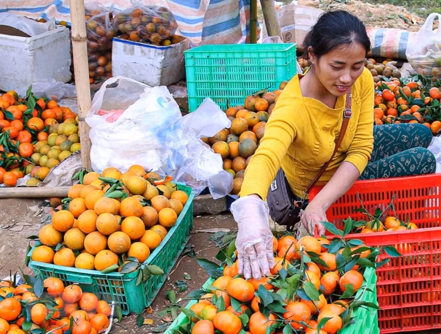 Cam Cao Phong chín rộ được bày bán tại khu vực chợ nông sản ven đường Quốc lộ 6 trên địa phận huyện Cao Phong, Hòa Bình. (Ảnh: Trọng Đạt/TTXVN)