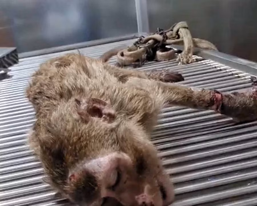 Chú khỉ Lốp trong tình trạng yếu ớt được anh Vũ Văn Tuyền đưa về cứu chữa. Ảnh: Hoàng Ngọc