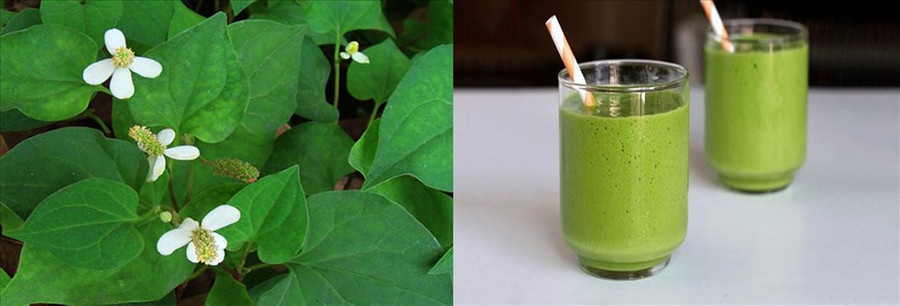 Nước rau riếp cá - thức uống bổ dưỡng cho sức khỏe. Đồ họa: Hồng Nhật