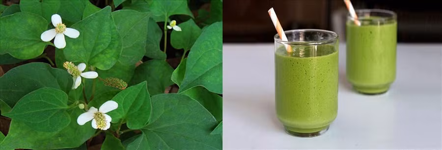 Nước rau riếp cá - thức uống bổ dưỡng cho sức khỏe. Đồ họa: Hồng Nhật