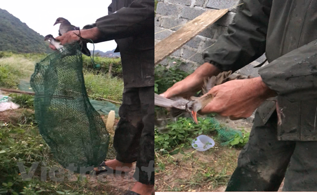 Chim trời sau khi dính lưới được ông Thuấn vặt lông, bẻ cánh ngay tại chỗ. (Ảnh: PV/Vietnam+)