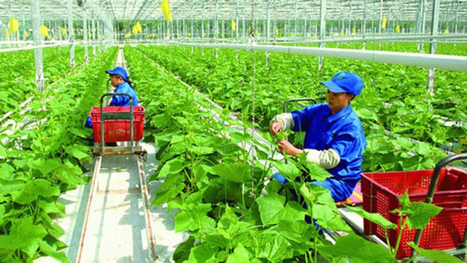 Đài Loan mở rộng tiếp nhận lao động Việt Nam trong lĩnh vực nông nghiệp. Ảnh: Vân Hà Đài Loan mở rộng tiếp nhận lao động Việt Nam trong lĩnh vực nông nghiệp. Ảnh: Vân Hà