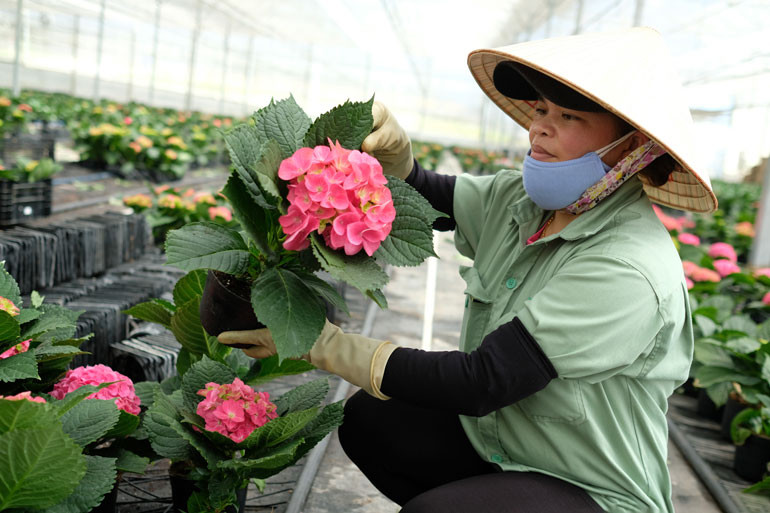 Năm nay, hoa chậu được chú trọng trồng vì có thời gian bảo quản dài sau thu hoạch Năm nay, hoa chậu được chú trọng trồng vì có thời gian bảo quản dài sau thu hoạch