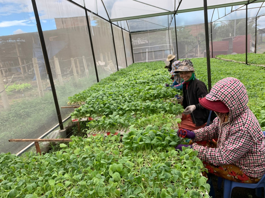  Người dân áp dụng khoa học kỹ thuật gieo cây giống trong nhà màng. Ảnh: Vũ Chi