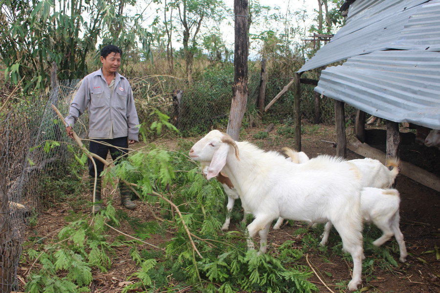 Ông Trịnh Đình Quyết (thôn Ia Sa, xã Hbông, huyện Chư Sê) thoát nghèo nhờ được hỗ trợ dê giống để phát triển sản xuất. Ảnh P.L