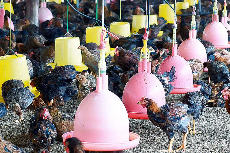 Ông Bằng cho biết: “Đàn gà 10.000 con đang sinh trưởng, phát triển tốt. Mô hình chăn nuôi này có ưu điểm là rất thân thiện với môi trường, sản phẩm đảm bảo chất lượng”.