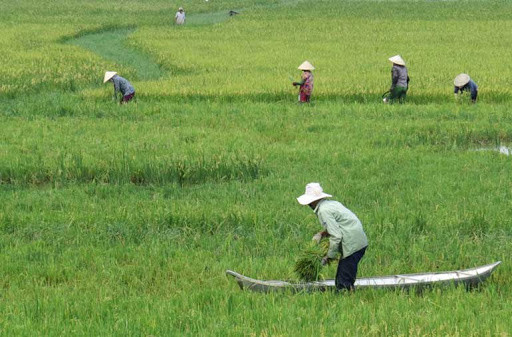 Ảnh minh họa: Internet
