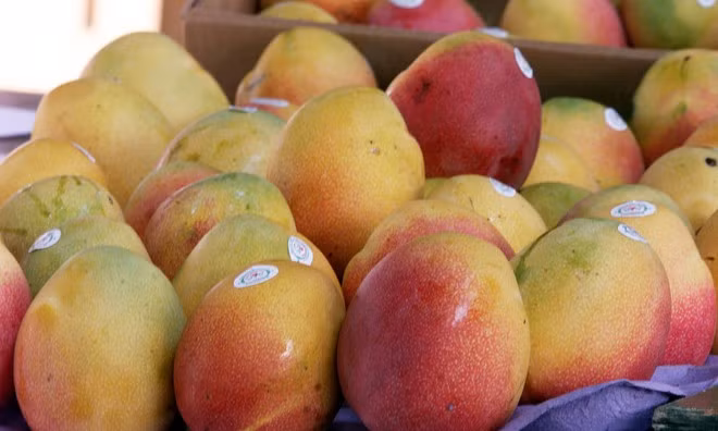 Quả xoài còn có thể làm chậm quá trình lão hóa tự nhiên ẢNH: REUTERS