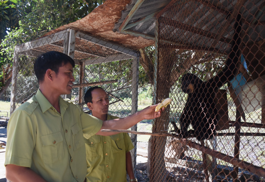 Những thợ săn khét tiếng một thời đã bỏ nghề để chuyển sang làm công việc bảo vệ động vật hoang dã rừng và cây rừng. Ảnh: Nguyễn Tú