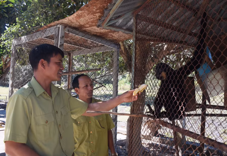 Những thợ săn khét tiếng một thời đã bỏ nghề để chuyển sang làm công việc bảo vệ động vật hoang dã rừng và cây rừng. Ảnh: Nguyễn Tú