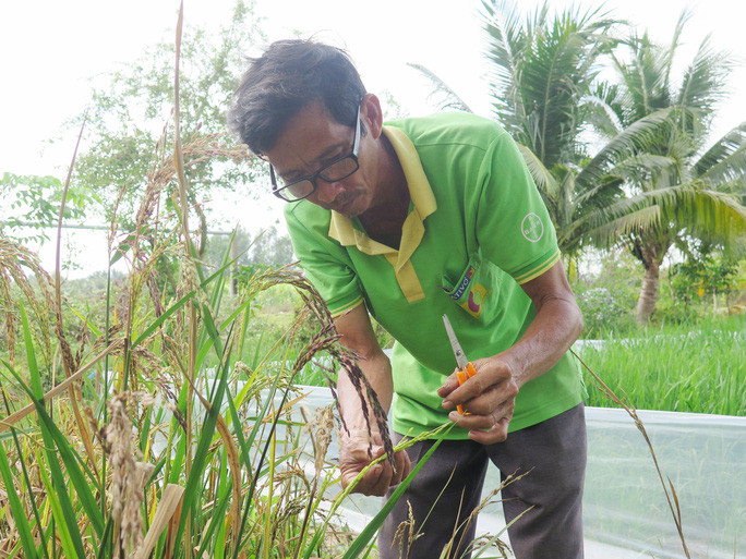 Anh Hoa Sĩ Hiền và một giống lúa chịu mặn do anh lai tạo thành