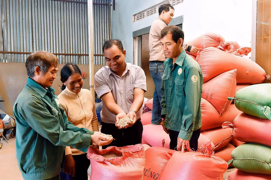 Anh Ksor Tư (thứ 3 từ trái sang) hướng dẫn các thành viên trong tổ hợp tác bảo quản giống lúa J02 cho sản phẩm gạo A Sanh.