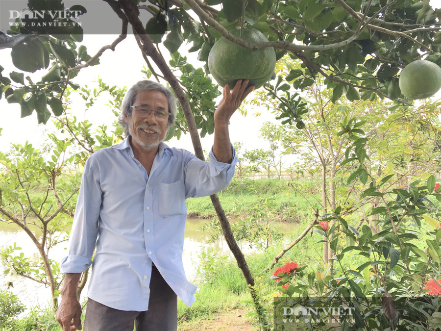 Ông Phan Quang Tám bên cây bưởi Điện Bàn được lai tạo từ nhiều giống bưởi khác nhau.  Ông Phan Quang Tám bên cây bưởi Điện Bàn được lai tạo từ nhiều giống bưởi khác nhau.