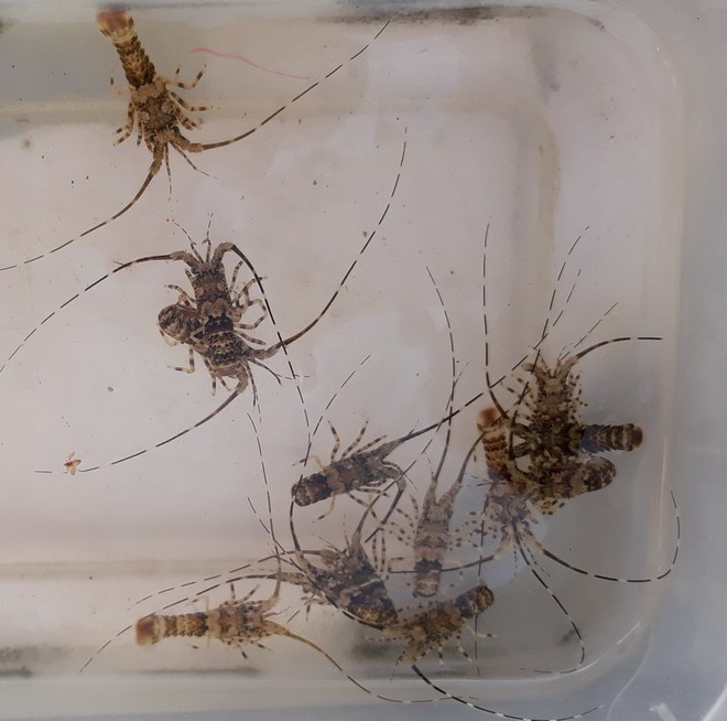 Tôm hùm giống được ngư dân Bình Định khai thác  Tôm hùm giống được ngư dân Bình Định khai thác